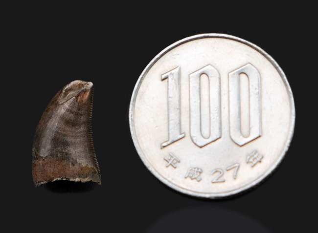 小型ながら厚みあり、モンタナ州カーター郡で採集された