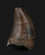 小型ながら厚みあり、モンタナ州カーター郡で採集されたティラノサウルス・レックス（Tyrannosaurus rex）の幼体の歯化石