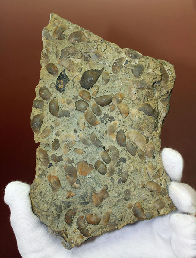 腕足類が繁栄しつつあったオルドビス紀の腕足類、Sowerbyella rugosaの「大」群集化石。米国オハイオ州産。（その1）