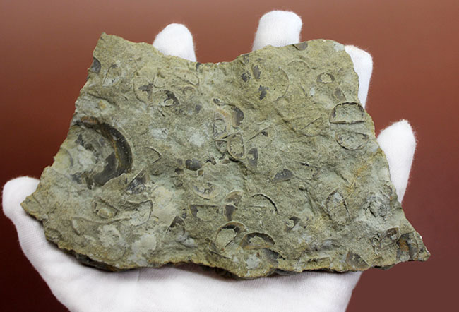 腕足類が繁栄しつつあったオルドビス紀の腕足類、Sowerbyella rugosaの「大」群集化石。米国オハイオ州産。(その10)
