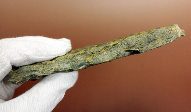 腕足類が繁栄しつつあったオルドビス紀の腕足類、Sowerbyella rugosaの「大」群集化石。米国オハイオ州産。(その11)