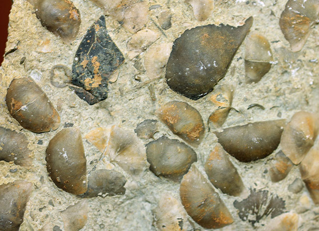 腕足類が繁栄しつつあったオルドビス紀の腕足類、Sowerbyella rugosaの「大」群集化石。米国オハイオ州産。（その12）