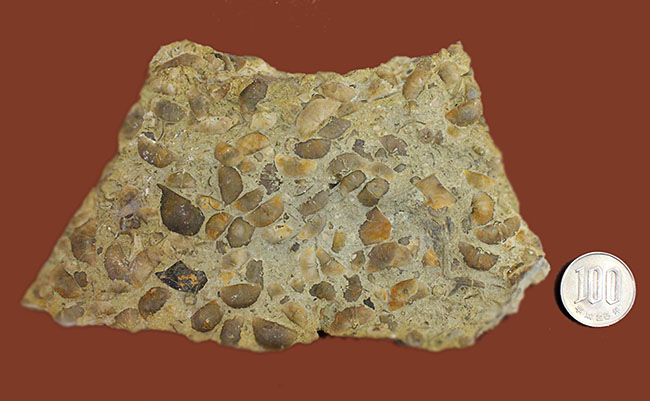 腕足類が繁栄しつつあったオルドビス紀の腕足類、Sowerbyella rugosaの「大」群集化石。米国オハイオ州産。（その13）