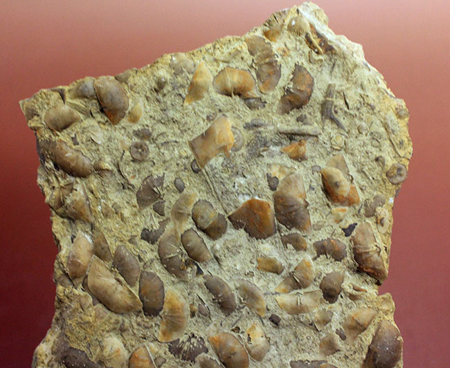 腕足類が繁栄しつつあったオルドビス紀の腕足類、Sowerbyella rugosaの「大」群集化石。米国オハイオ州産。（その2）