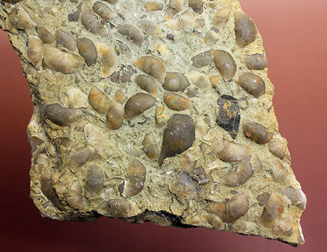 腕足類が繁栄しつつあったオルドビス紀の腕足類、Sowerbyella rugosaの「大」群集化石。米国オハイオ州産。（その3）