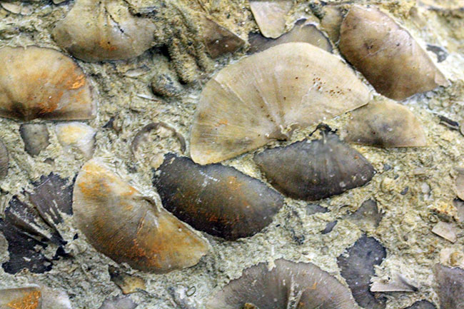 腕足類が繁栄しつつあったオルドビス紀の腕足類、Sowerbyella rugosaの「大」群集化石。米国オハイオ州産。（その4）