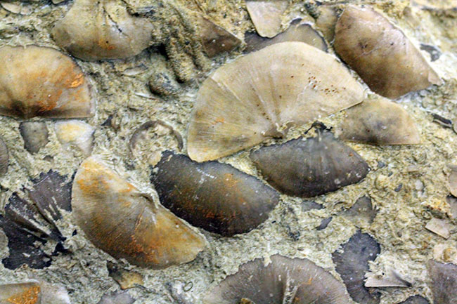 腕足類が繁栄しつつあったオルドビス紀の腕足類、Sowerbyella rugosaの「大」群集化石。米国オハイオ州産。(その4)