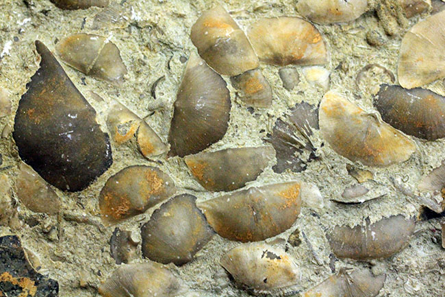 腕足類が繁栄しつつあったオルドビス紀の腕足類、Sowerbyella rugosaの「大」群集化石。米国オハイオ州産。（その5）
