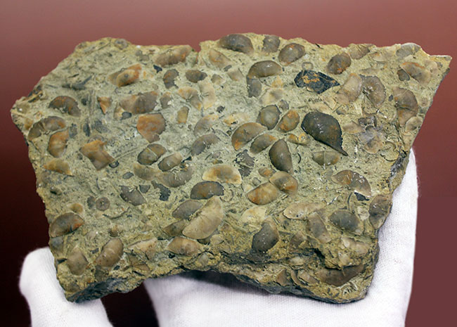 腕足類が繁栄しつつあったオルドビス紀の腕足類、Sowerbyella rugosaの「大」群集化石。米国オハイオ州産。（その6）
