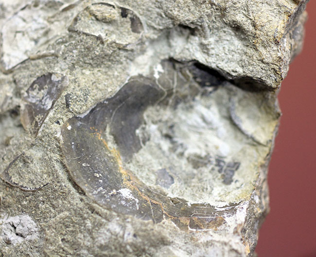 腕足類が繁栄しつつあったオルドビス紀の腕足類、Sowerbyella rugosaの「大」群集化石。米国オハイオ州産。（その8）