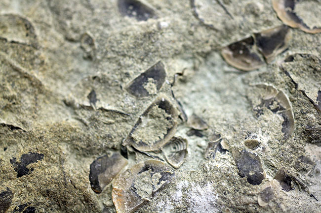 腕足類が繁栄しつつあったオルドビス紀の腕足類、Sowerbyella rugosaの「大」群集化石。米国オハイオ州産。（その9）