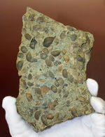 腕足類が繁栄しつつあったオルドビス紀の腕足類、Sowerbyella rugosaの「大」群集化石。米国オハイオ州産。