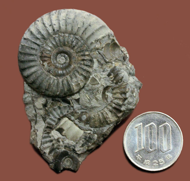 ジュラ紀前期の示準化石、イングランド産アンモナイト、アルニオセラス（Arnioceras semicostatum）（その10）