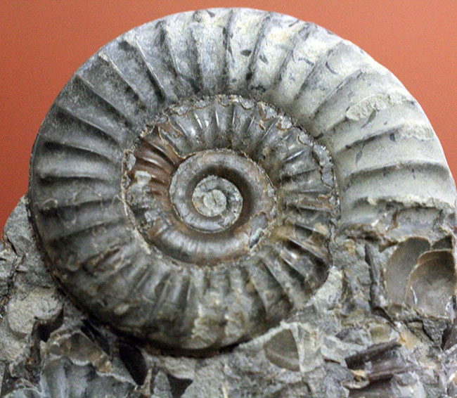 ジュラ紀前期の示準化石、イングランド産アンモナイト、アルニオセラス（Arnioceras semicostatum）（その2）