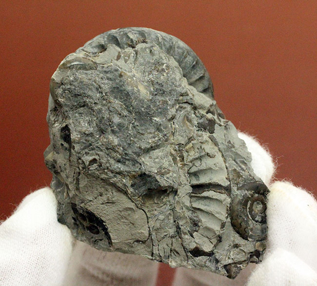 ジュラ紀前期の示準化石、イングランド産アンモナイト、アルニオセラス（Arnioceras semicostatum）（その6）