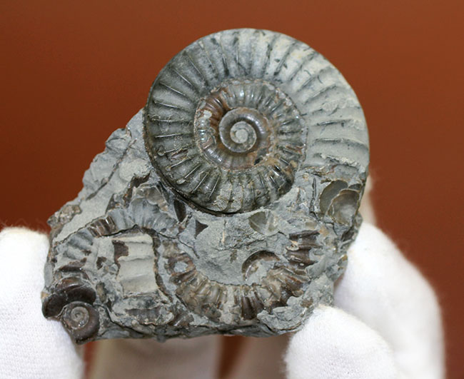 ジュラ紀前期の示準化石、イングランド産アンモナイト、アルニオセラス（Arnioceras semicostatum）（その7）