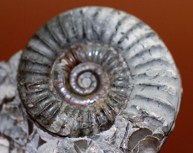 ジュラ紀前期の示準化石、イングランド産アンモナイト、アルニオセラス