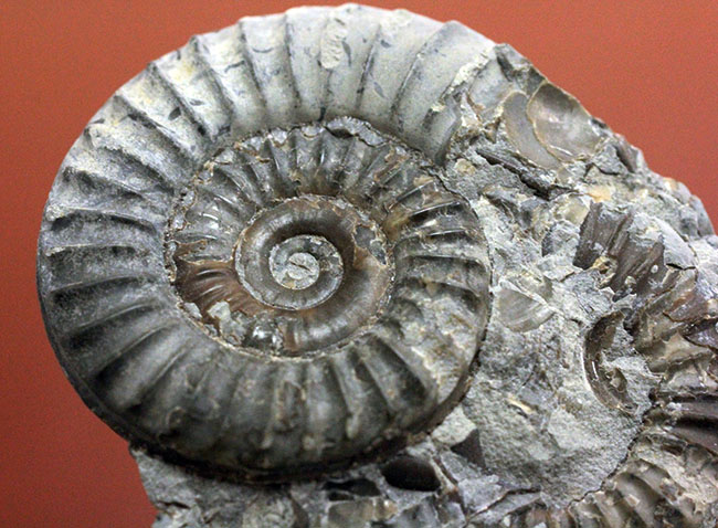 ジュラ紀前期の示準化石、イングランド産アンモナイト、アルニオセラス（Arnioceras semicostatum）（その9）