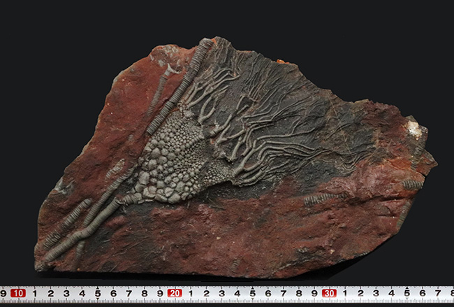 化石　E-12 皮膚が残る2億8000万年前の化石がねつ造された偽物だったことが判明