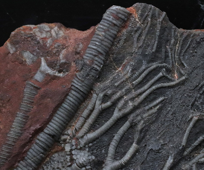 極めて上質！約４億年前の海底に棲息していた優雅なウミユリ、サイフォクリニテス・エレガンス（Scyphocrinites elegans）の全身化石（その3）