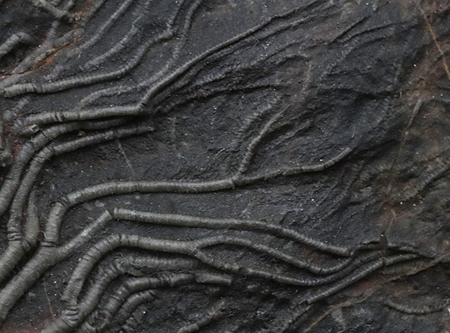 極めて上質！約４億年前の海底に棲息していた優雅なウミユリ、サイフォクリニテス・エレガンス（Scyphocrinites elegans）の全身化石（その5）