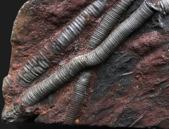 極めて上質！約４億年前の海底に棲息していた優雅なウミユリ、サイフォクリニテス・エレガンス（Scyphocrinites elegans）の全身化石（その6）