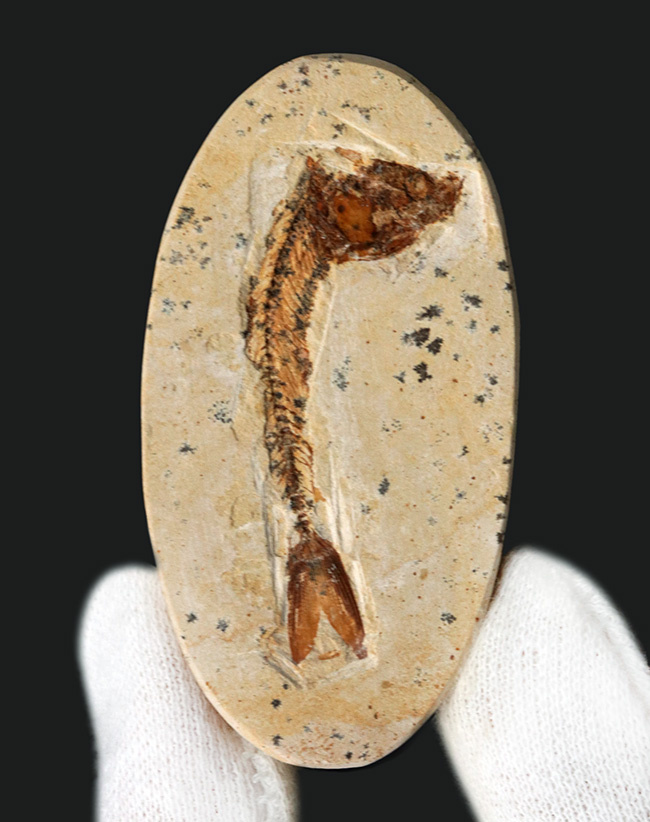 丸形カットが可愛らしい、ブラジル東北部セアラ州サンタナ層より採集された、およそ１億年前の絶滅古代魚、ダスティルベ（Dastilbe）の化石（その1）