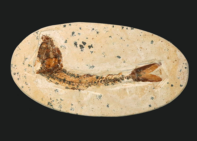 丸形カットが可愛らしい、ブラジル東北部セアラ州サンタナ層より採集された、およそ１億年前の絶滅古代魚、ダスティルベ（Dastilbe）の化石（その2）