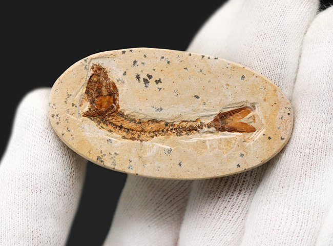 丸形カットが可愛らしい、ブラジル東北部セアラ州サンタナ層より採集された、およそ１億年前の絶滅古代魚、ダスティルベ（Dastilbe）の化石（その3）