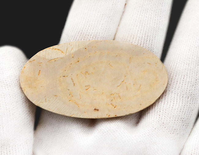 丸形カットが可愛らしい、ブラジル東北部セアラ州サンタナ層より採集された、およそ１億年前の絶滅古代魚、ダスティルベ（Dastilbe）の化石（その4）