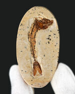 丸形カットが可愛らしい、ブラジル東北部セアラ州サンタナ層より採集された、およそ１億年前の絶滅古代魚、ダスティルベ（Dastilbe）の化石