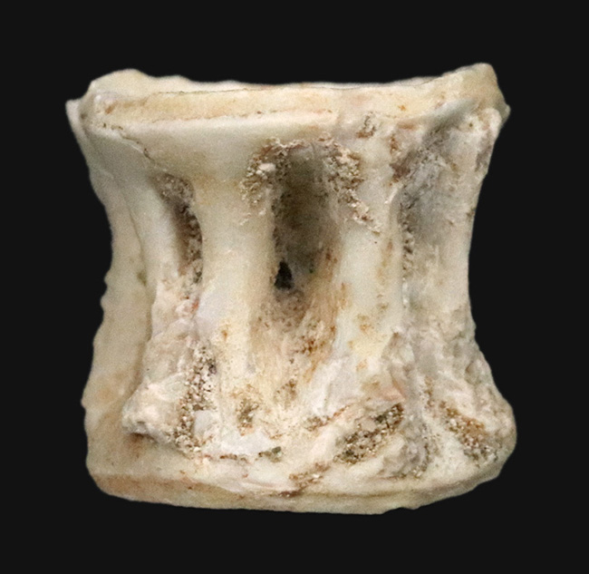 古代魚の巨大な背骨!白亜紀後期の海の巨大魚、エンコダス(Enchodus)の脊椎の化石(その1)