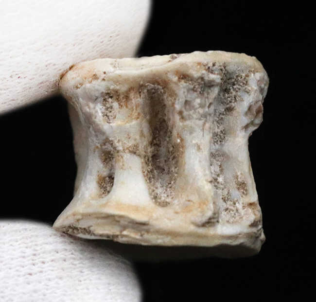 古代魚の巨大な背骨!白亜紀後期の海の巨大魚、エンコダス(Enchodus)の脊椎の化石(その2)