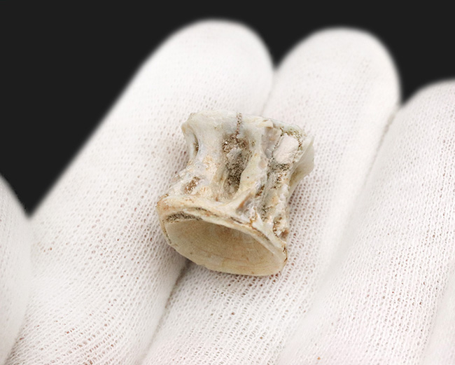古代魚の巨大な背骨!白亜紀後期の海の巨大魚、エンコダス(Enchodus)の脊椎の化石(その3)