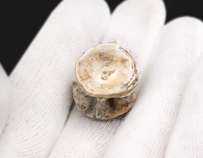 古代魚の巨大な背骨!白亜紀後期の海の巨大魚、エンコダス(Enchodus)の脊椎の化石(その4)