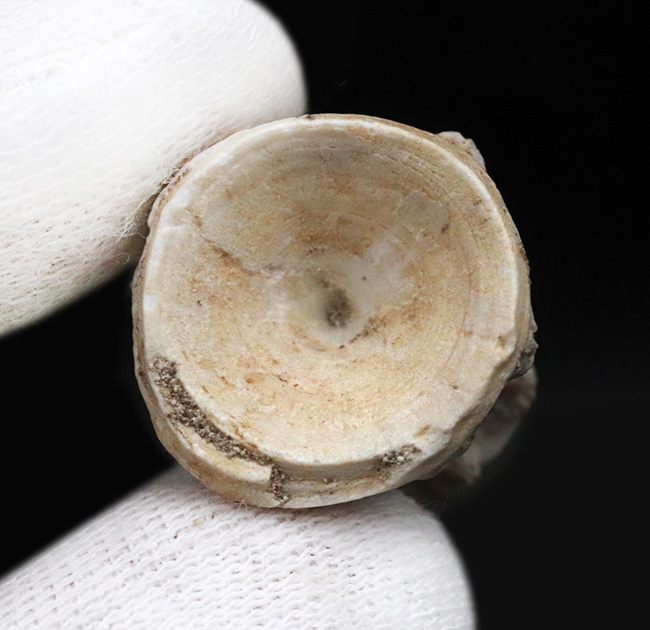 古代魚の巨大な背骨!白亜紀後期の海の巨大魚、エンコダス(Enchodus)の脊椎の化石(その5)