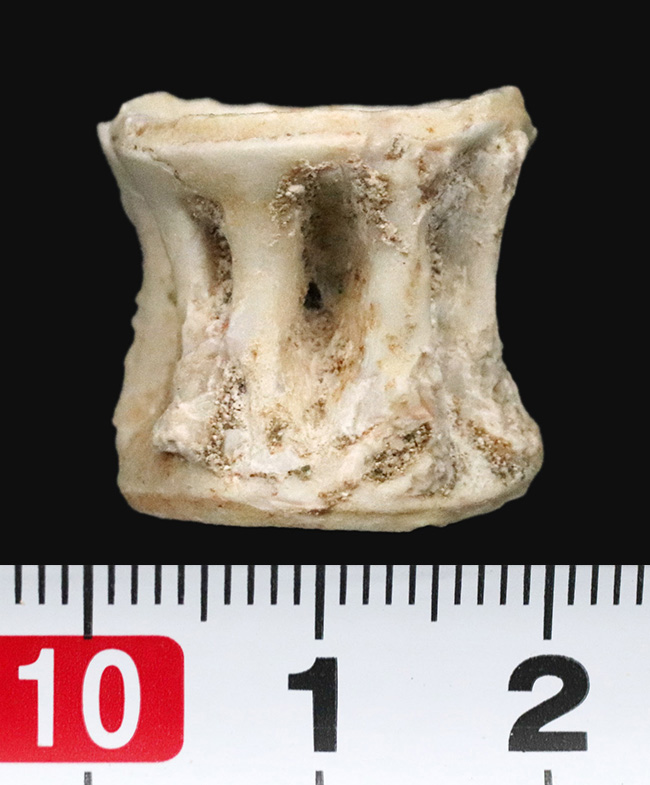 古代魚の巨大な背骨!白亜紀後期の海の巨大魚、エンコダス(Enchodus)の脊椎の化石(その6)