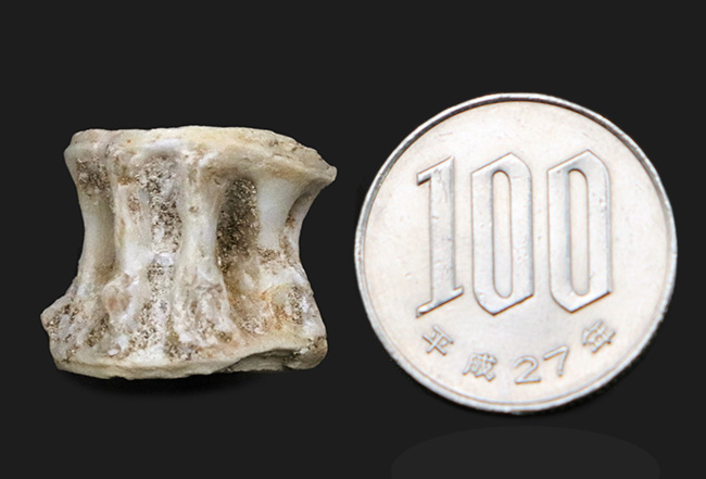古代魚の巨大な背骨!白亜紀後期の海の巨大魚、エンコダス(Enchodus)の脊椎の化石(その7)
