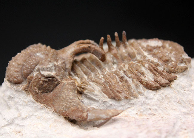 グロテスクさで他を圧倒！ロシア産三葉虫のキング、リカス目ホプロリカス（Hoplolichas sp.）の化石（その10）