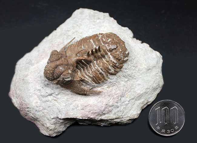 グロテスクさで他を圧倒！ロシア産三葉虫のキング、リカス目ホプロリカス（Hoplolichas sp.）の化石（その12）