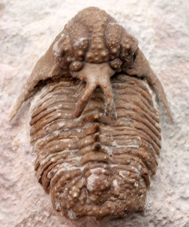 グロテスクさで他を圧倒！ロシア産三葉虫のキング、リカス目ホプロリカス（Hoplolichas sp.）の化石（その2）