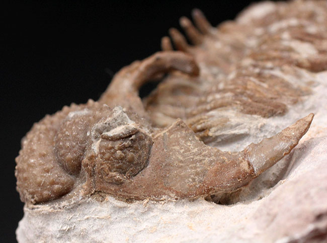 グロテスクさで他を圧倒！ロシア産三葉虫のキング、リカス目ホプロリカス（Hoplolichas sp.）の化石（その5）