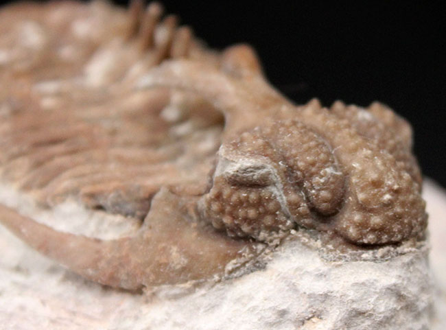 グロテスクさで他を圧倒！ロシア産三葉虫のキング、リカス目ホプロリカス（Hoplolichas sp.）の化石（その9）