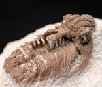 グロテスクさで他を圧倒！ロシア産三葉虫のキング、リカス目ホプロリカス（Hoplolichas sp.）の化石