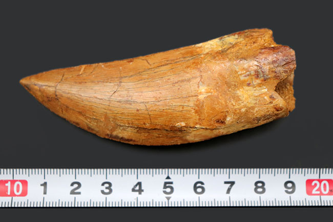 非常に希少なカルカロドントサウルス（Carcharodontosaurus）の紛れもない巨大歯化石。ロングカーブ計測で１０センチ超え。フォルムも鳥肌モノの美しさ（その15）