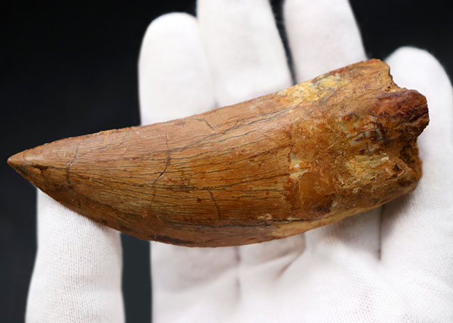 非常に希少なカルカロドントサウルス（Carcharodontosaurus）の紛れも