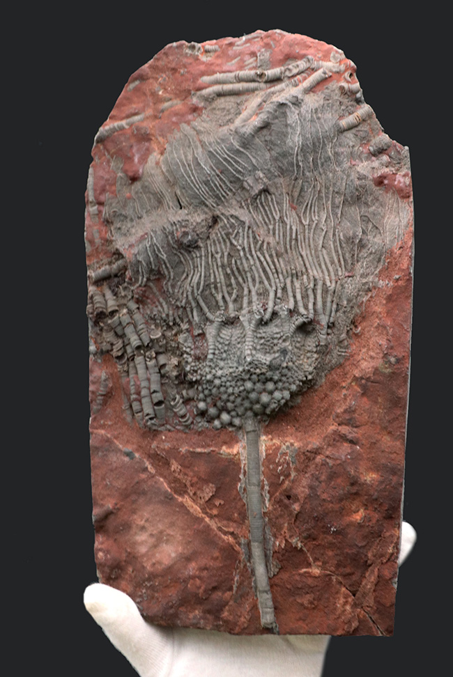 ウミユリ、サイフォクリニテス(Scyphocrinites elegans)の全身化石(その1)