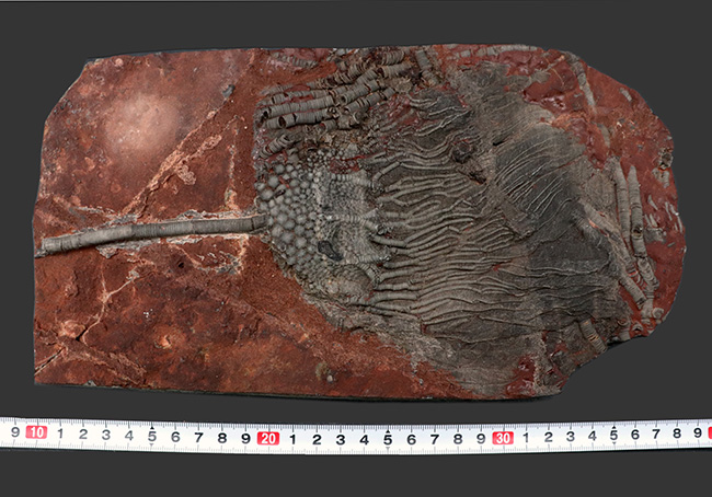 ウミユリ、サイフォクリニテス(Scyphocrinites elegans)の全身化石(その11)