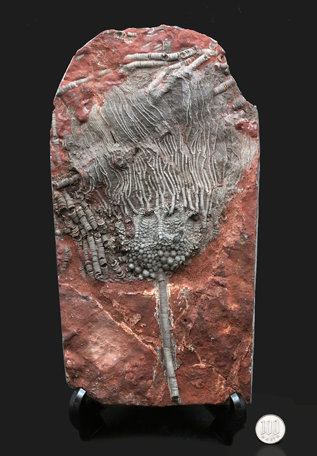 ウミユリ、サイフォクリニテス(Scyphocrinites elegans)の全身化石(その12)
