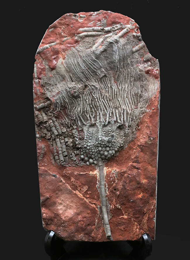 ウミユリ、サイフォクリニテス(Scyphocrinites elegans)の全身化石(その2)